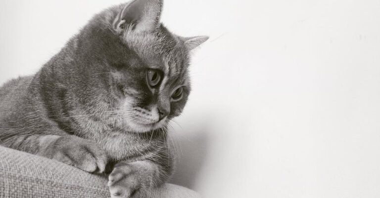Tips On How To Properly Care For A Cat