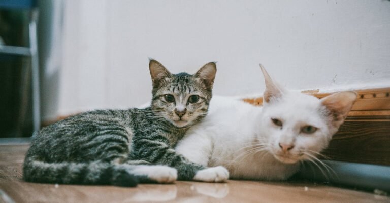 Tips And Tricks To Help You With Your Cat