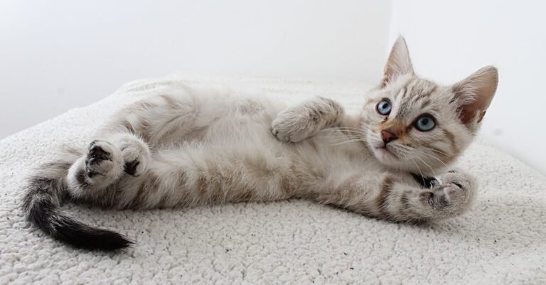 Want To Know More About Cats? Look At This Article!