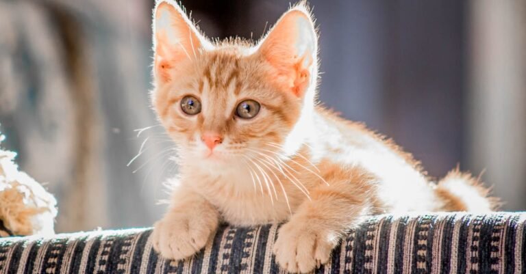 Is Your Cat Ill Mannered? These Tips Might Help