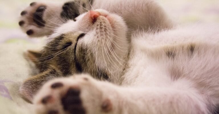 Simple Care Tips For Your Cats