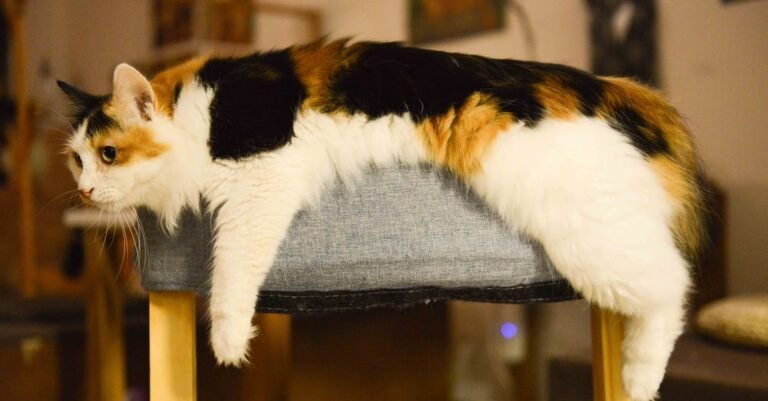 A Lot Of Easy To Understand Tips About Cats