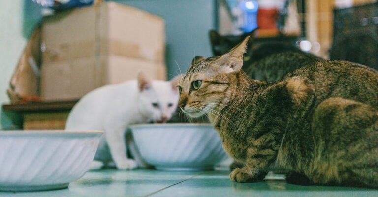 Top Cat Care Advice To Help You With Your Pet