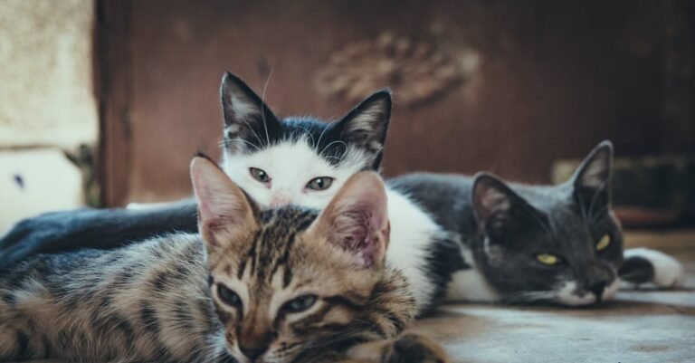 Having Trouble Understanding Your Cat? Try These Simple Tips!