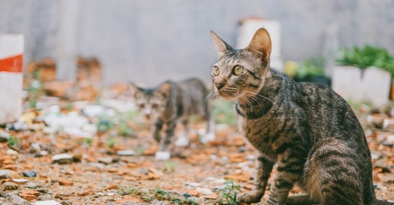 Get Lots Of Good Tips Here About Cats