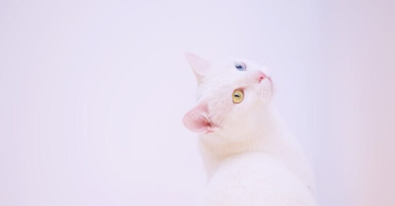 Top Cat Care Tips And Simple Advice To Help You With Your Pet