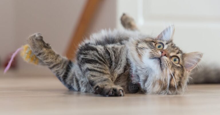 Want More Knowledge About Cats? Check This Out!