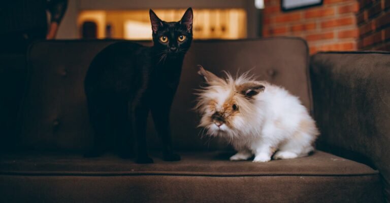 Look Below For A Excellent Tips About Cats