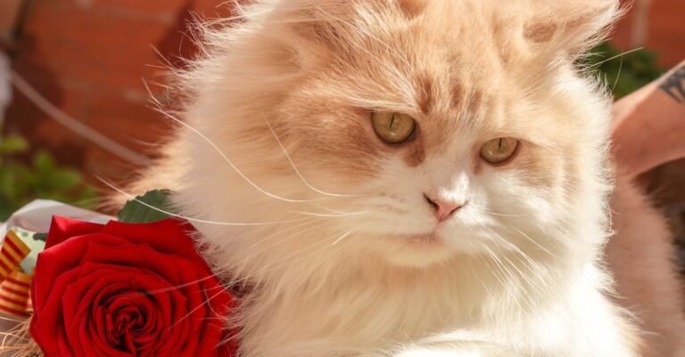 Cat Care – What Every Pet Parent Needs To Know