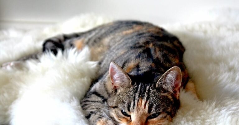 Looking For Cat Advice? Try Using These Tips